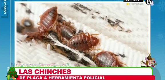 Investigadores en Malasia confirman que estos 'bichos' pueden conservar ADN por más de 40 días