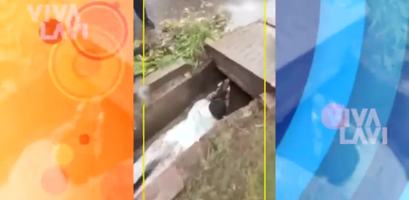 Joven arriesga su vida para rescatar a perrita