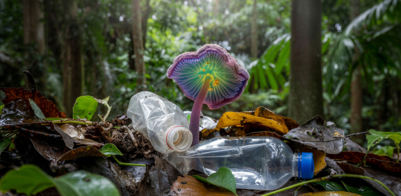 Descubren hongos que comen plástico
