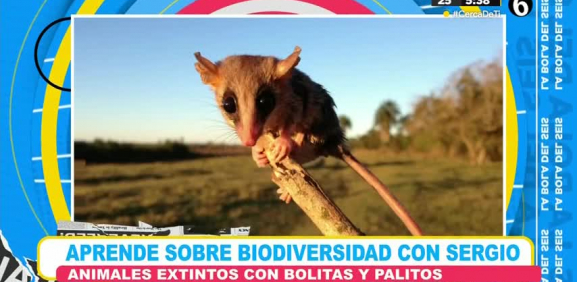 Desde pequeños mamíferes, aves, insectos entre más, fueron víctimas de la pérdida de su hábitat