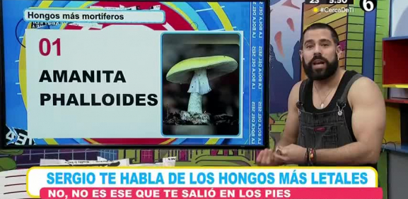 No todos son comestibles, algunos tienen efectos muy tóxicos para la salud