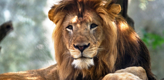 León atrapa con sus garras a niña en zoológico de China
