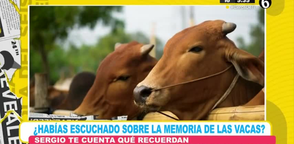 Desde asegurar tienen 4 estómagos, que solo tienen dientes abajo y que saben reconocer rostros