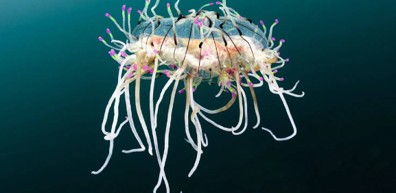 Conoce más de la naturaleza.