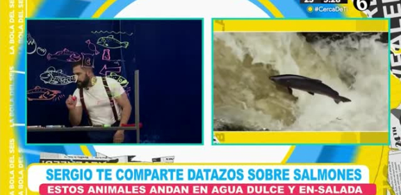 Con bolitas y palitos te explican como es la vida de estos increíbles animales marinos