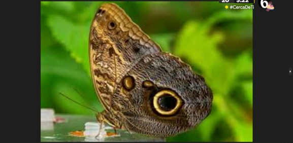 Tal parece que hace décadas se ha dibujado mal a este insecto