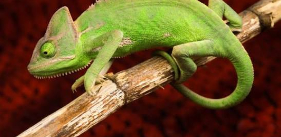 El experto en camuflaje en el reino animal