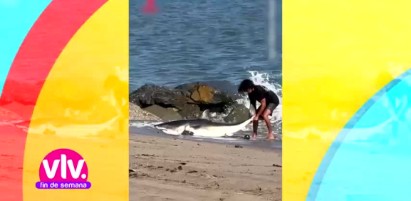 Pescador salva a tiburón y lo regresa al mar