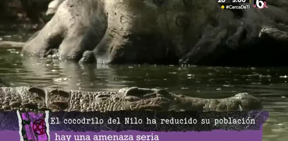 Se dicen que se necesitan más de 25 horas para crear una bolsa y en dicha granja son usados cerca de 50 mil cocodrilos para el negocio de la piel de lujo