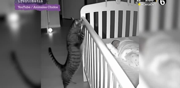 Los gatos están entre el amor y el miedo