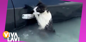 Policías de Dubái rescatan a un gatito a punto de ahogarse en las inundaciones
