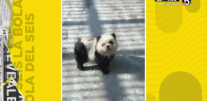 Zoológico en China pinta a perros como pandas