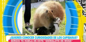 Curiosidades y datos sobre los capibaras