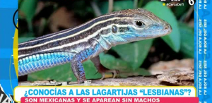 Las lagartijas mexicanas ¿la especie que no ocupa de los machos?