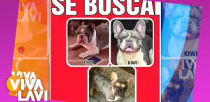 José Manuel Figueroa pide ayuda para encontrar a sus tres perritos