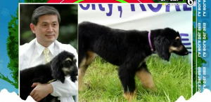 ¿Sabías qué puedes clonar a tu perro?