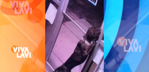 Perro protagoniza una fuga de película en refugio de animales