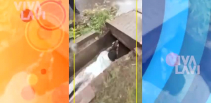 Joven arriesga su vida para rescatar a perrita