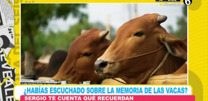 Datos curiosos sobre las vacas