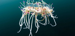 Especies raras que habitan en el océano