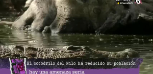 Hermès ¿está acabando con los cocodrilos del Nilo?
