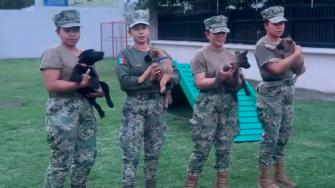 La Secretaría de Marina presentó a la “Generación FIFA”, integrada por cinco camadas de cachorros que serán entrenados para detectar explosivos en puertos y aeropuertos, reforzando la seguridad rumbo al Mundial de Futbol 2026 en México, EU y Canadá.