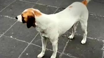 AGATAN puso en marcha el Operativo Perrito Peregrino 2025, del 8 al 13 de diciembre, para proteger a los perros que acompañan a fieles a la Basílica de Guadalupe y evitar su abandono tras las celebraciones religiosas.