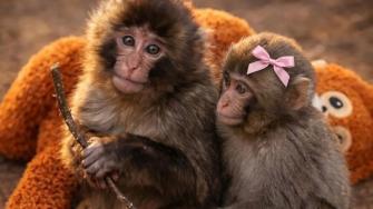 Punch encuentra el amor tras ser rechazado; videos con su pareja comueven