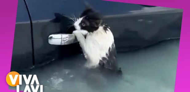 Policías de Dubái rescatan a un gatito a punto de ahogarse en las inundaciones