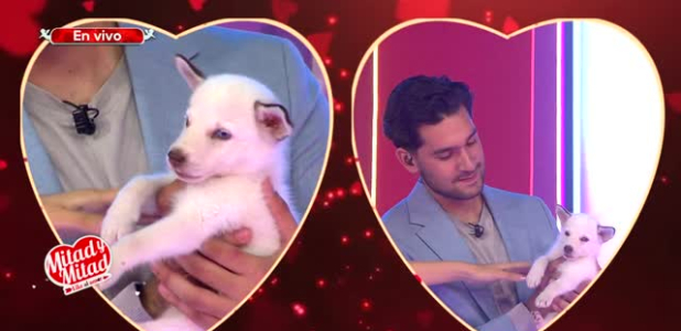 Brisa le regala perrito a Santiago como su futuro hijo