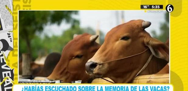Datos curiosos sobre las vacas