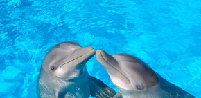 ¿Qué tan inteligentes son los delfines?