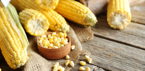 Los mexicanos ¿inventaron el maíz?