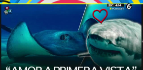 El extraño caso de una mantarraya embarazada de un tiburón
