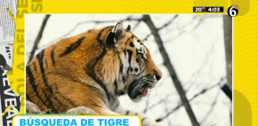 Búsqueda de tigre que escapó en Reynosa