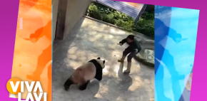 Entrenadora es ataca por un panda