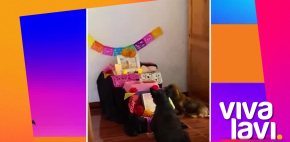 Perritos recuerdan a sus amigos en ofrenda de 'Día de muertos'