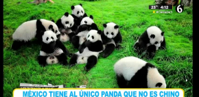 México tiene al único panda que no es chino