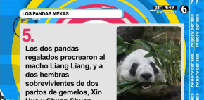 Esta es la historia de los pandas en México