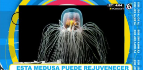 La Medusa ¿el animal que nunca muere?