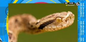 Se dejó morder por 200 serpientes por ayudar al mundo