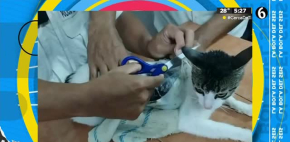 Gato que ¿trafica drogas?