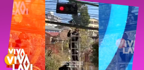 Policías rescatan a paloma atrapada entre cables de energía