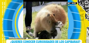 Curiosidades y datos sobre los capibaras