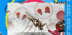 ¿Cómo un mosquito te pasa la Malaria?