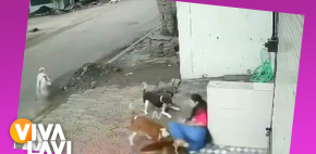 Jauría de perros atacan a estudiante