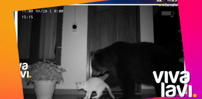 Captan a dos osos en Monterrey