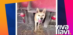 Perros se hacen virales por viajar con su dueño en tráiler