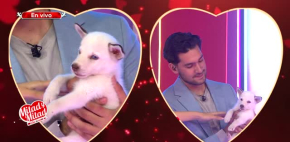 Brisa le regala perrito a Santiago como su futuro hijo
