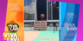 Perrito se hace viral por su reacción al gritar su nombre